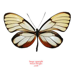 Godyris duillia (Peru)