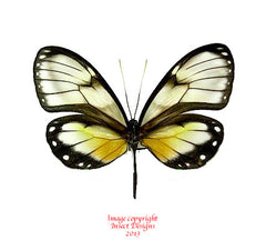 Godyris zavaleta (Peru)