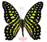 Graphium agamemnon (Malaysia)