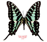 Graphium antheus (Cameroon) A2