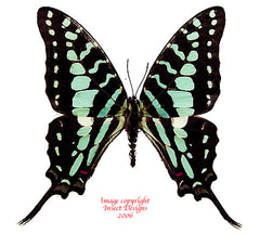 Graphium antheus (Cameroon) A2