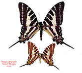 Graphium aristeus nemocrates (Philippines) A2