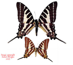 Graphium aristeus nemocrates (Philippines) A2