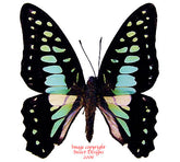 Graphium bathycles bathycloides (Philippines)