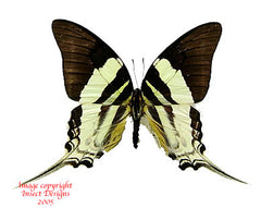 Graphium dorcus (Sulawesi)