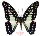 Arisbe doson nauta (Philippines)