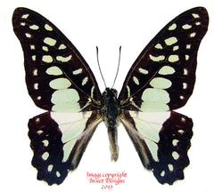 Arisbe doson nauta (Philippines)