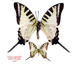 Graphium euphrates (Philippines)