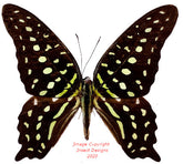 Graphium agamemnon comodus (Seram)