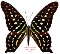 Graphium agamemnon comodus (Seram)