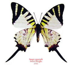 Graphium antiphates (Malaysia)