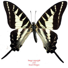 Graphium aristeus (Sulawesi)