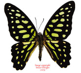 Graphium arycles perinthus (Philippines)