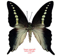 Graphium codrus codrus (Seram) A-