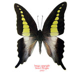 Graphium codrus noeli (Philippines) A-