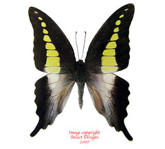 Graphium codrus noeli (Philippines) A-
