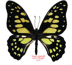 Graphium cyrnus (Madagascar) A-