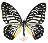 Graphium delesserti (Malaysia) A-