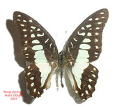 Graphium doson gyndes (Philippines)