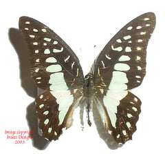 Graphium doson gyndes (Philippines)