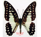 Arisbe eurypylus gordion (Philippines)