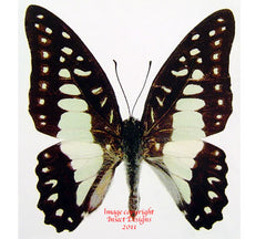 Arisbe eurypylus gordion (Philippines)