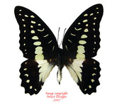 Graphium eurypylus (Buthon)