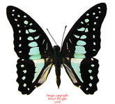 Graphium evemon eventus (Malaysia)