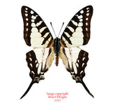 Graphium evombar (Madagascar)