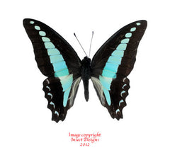 Graphium milon anthedon (Seram) A-