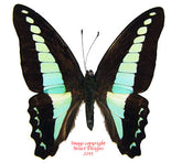 Graphium sarpedon (Malaysia) A-
