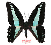 Graphium sarpedon sarpedon (Philippines) A-