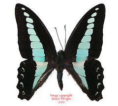 Graphium sarpedon sarpedon (Philippines) A-