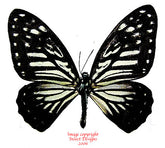 Graphium stratocles stratocles (Philippines)