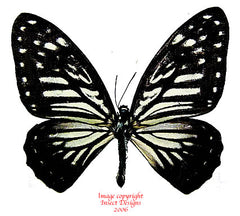 Graphium stratocles stratocles (Philippines)