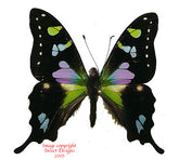 Graphium weiskei (Arfak) A-