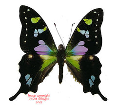 Graphium weiskei (Arfak) A-