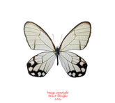 Haetera hypaesia (Peru)