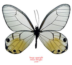 Haetera piera (Peru)