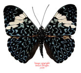 Hamadryas arinome (Peru) A-