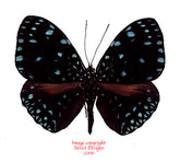Hamadryas laodamia (Peru) A-