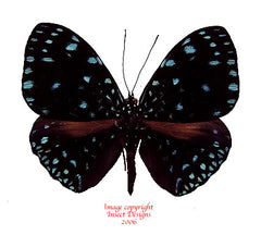 Hamadryas laodamia (Peru)