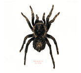 Hapalotremus carabaya (Peru) - 2nd grade