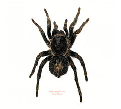 Hapalotremus carabaya (Peru) - 2nd grade