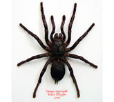 Cyriopagopus minax (Thailand) A2