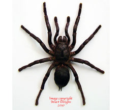 Cyriopagopus minax (Thailand) A2