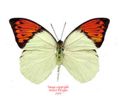 Hebomoia glaucippe celebensis (Sulawesi)