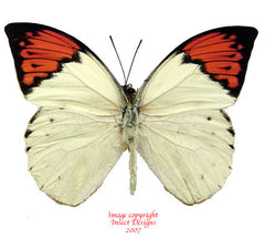 Hebomoia glaucippe aturia (Malaysia)