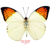 Hebomoia glacippe philippensis (Philippines)