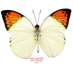 Hebomoia glacippe philippensis (Philippines)